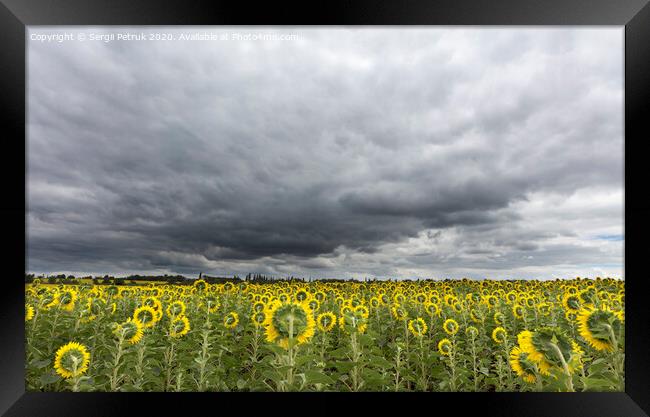 stormy sky over the field of sunflowers Framed Print by Sergii Petruk