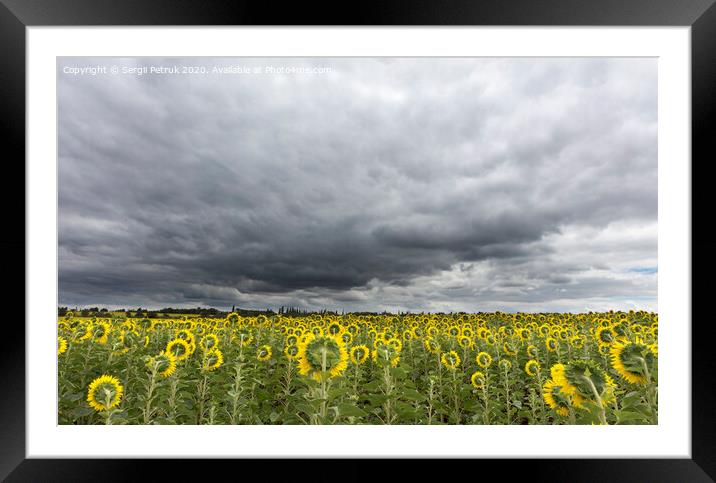stormy sky over the field of sunflowers Framed Mounted Print by Sergii Petruk