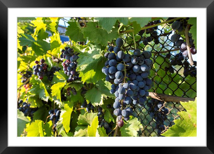 Groons of ripe grapes in the rays of the setting sun Framed Mounted Print by Sergii Petruk