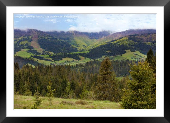 Beautiful panorama of the Carpathian mountains in summer against the background of tall coniferous trees, blue sky and bright white clouds. Framed Mounted Print by Sergii Petruk