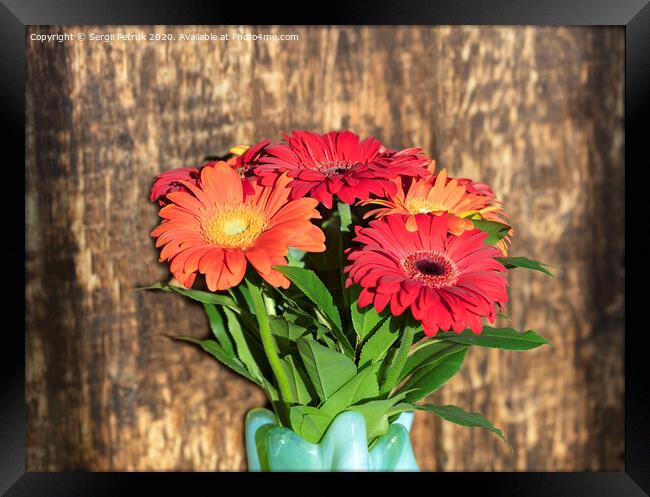 Beautiful bouquet of gerberas in a glass colored vase on the background of an old vintage wooden wall Framed Print by Sergii Petruk