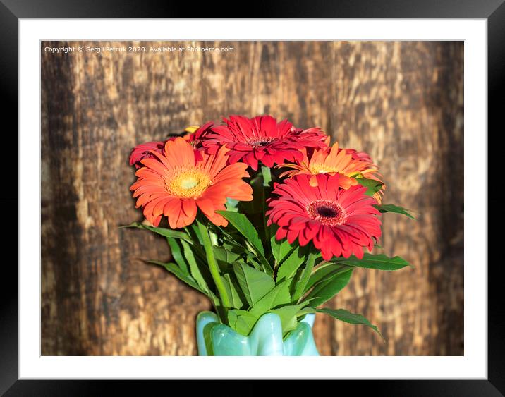 Beautiful bouquet of gerberas in a glass colored vase on the background of an old vintage wooden wall Framed Mounted Print by Sergii Petruk