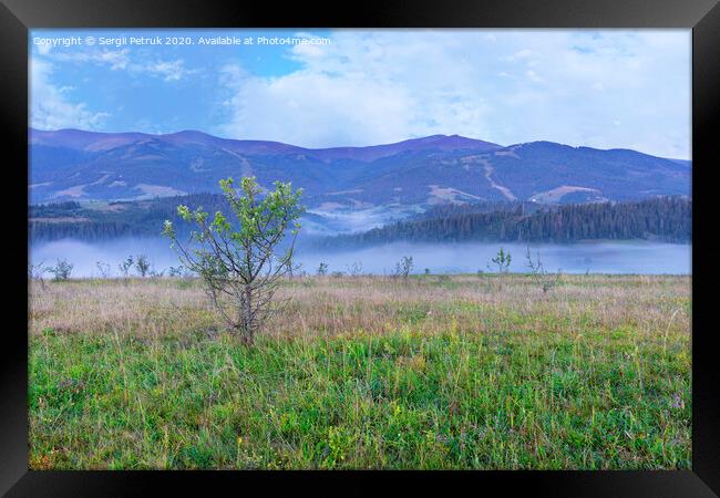 A green meadow and a growing young tree on a hill in the background of Carpathian mountains in the early morning Framed Print by Sergii Petruk