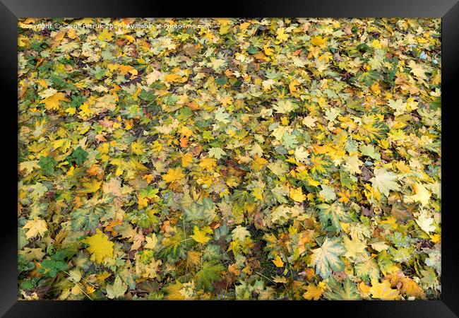 Texture of autumn carpet from fallen leaves Framed Print by Sergii Petruk