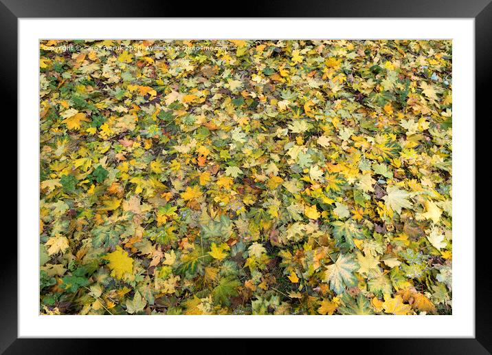 Texture of autumn carpet from fallen leaves Framed Mounted Print by Sergii Petruk