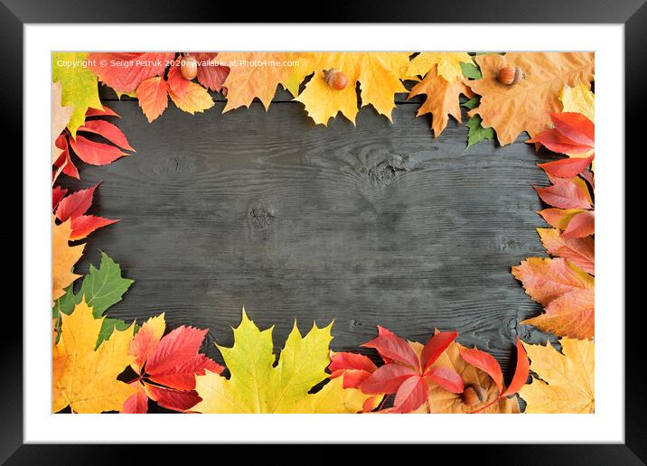 Autumn leaves on a black background of an old tree Framed Mounted Print by Sergii Petruk