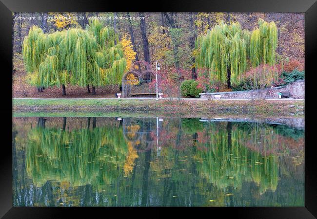 Beautiful green weeping willows on the shore of a pond in an autumn park Framed Print by Sergii Petruk
