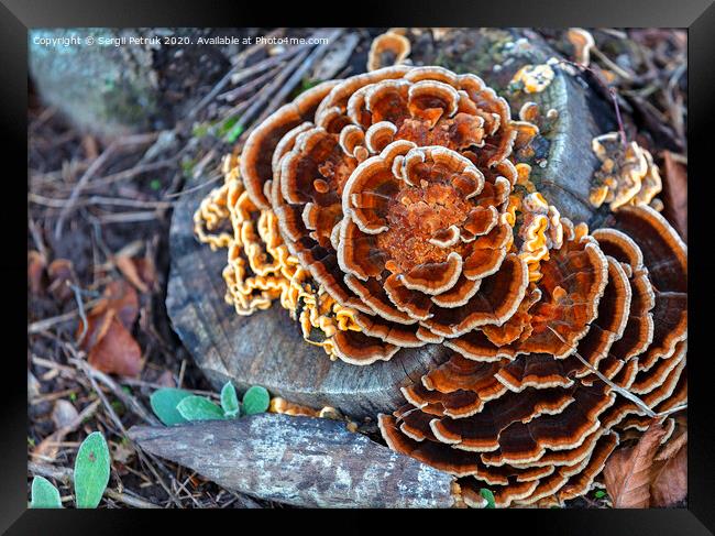 bright orange mushroom growing on an old stump in an autumn park Framed Print by Sergii Petruk