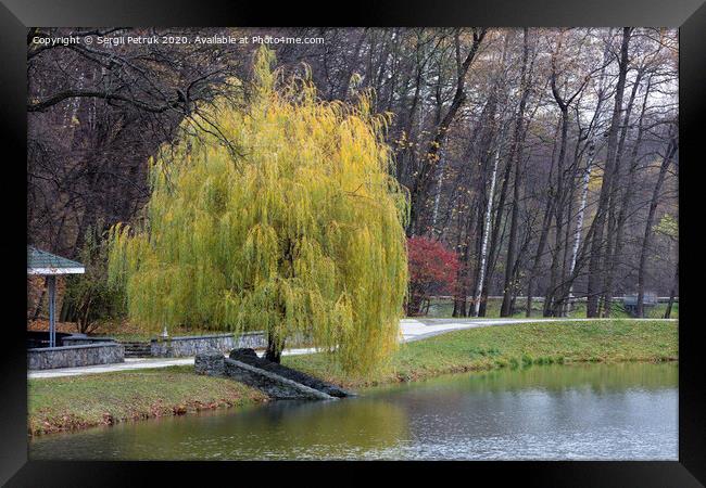Beautiful green weeping willow on the shore of a pond in an autumn park Framed Print by Sergii Petruk
