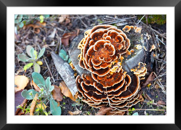 bright orange mushroom growing on an old stump in an autumn park Framed Mounted Print by Sergii Petruk