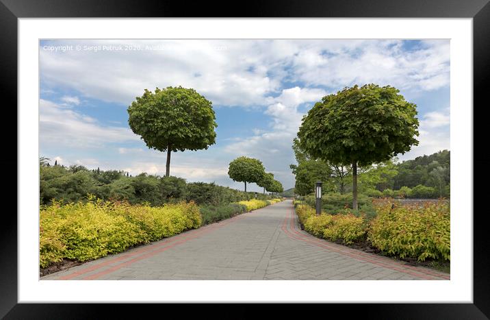 A paved stepped path framed with clipped bushes and trees in a beautiful park Framed Mounted Print by Sergii Petruk