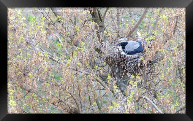 A young crow in early spring made a nest on a tree and incubate chicks Framed Print by Sergii Petruk