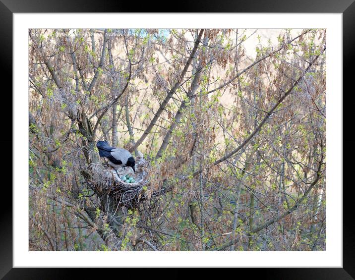 A young crow looks at his put eggs in the nest Framed Mounted Print by Sergii Petruk