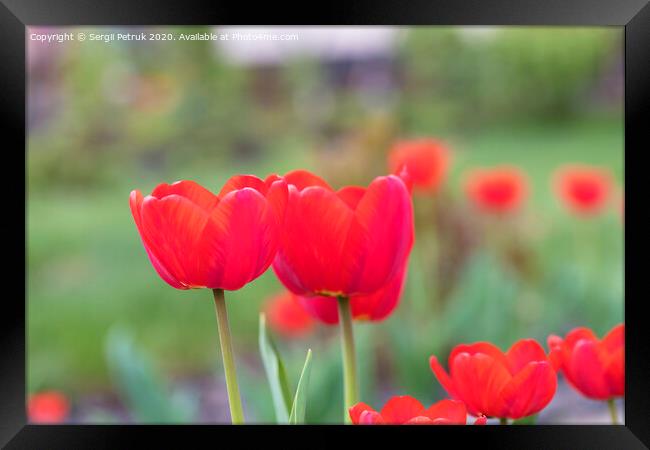 Beautiful red tulips against a background of a green flower bed Framed Print by Sergii Petruk