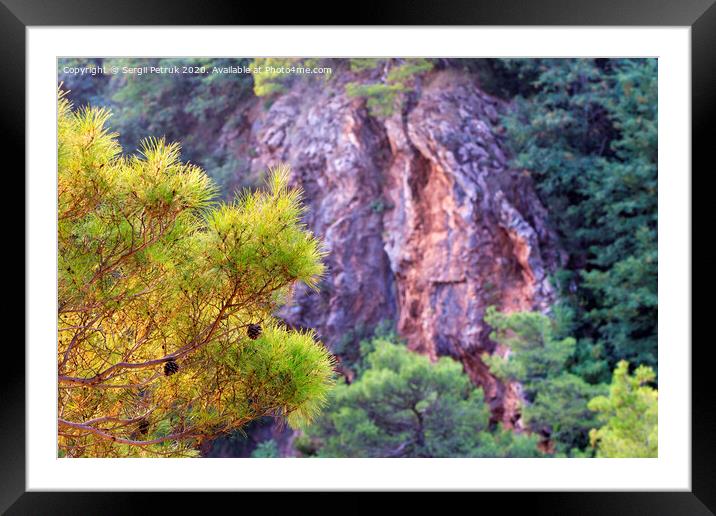 Beautiful fluffy fir branch with cones in the golden sunshine Framed Mounted Print by Sergii Petruk