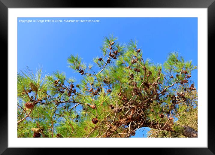 A branch of the mediterranean spruce with cones against the blue sky Framed Mounted Print by Sergii Petruk