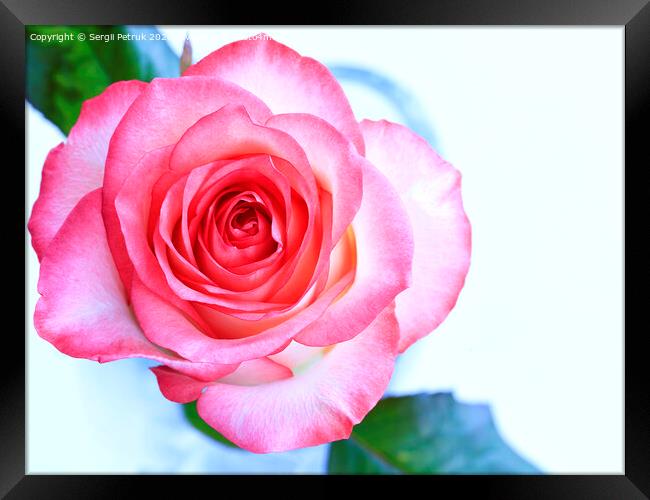 Beautiful blooming scarlet rose on a blue background. Framed Print by Sergii Petruk