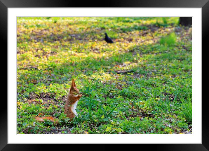 Little orange squirrel grazes in a sunny meadow of a city park Framed Mounted Print by Sergii Petruk