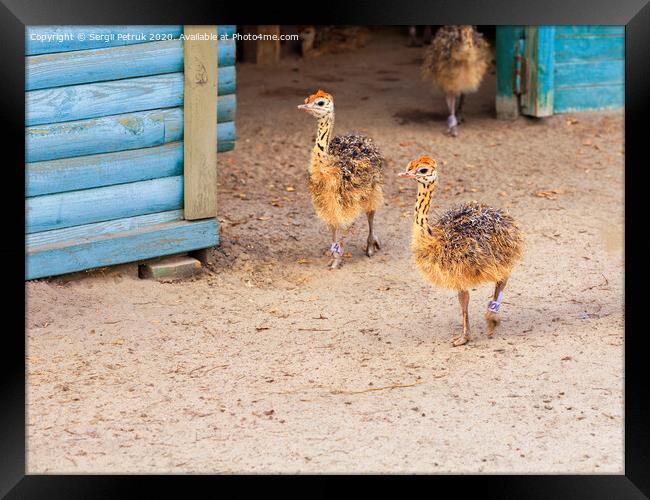 Little fluffy ostrichs strolls around the farm yard. Framed Print by Sergii Petruk