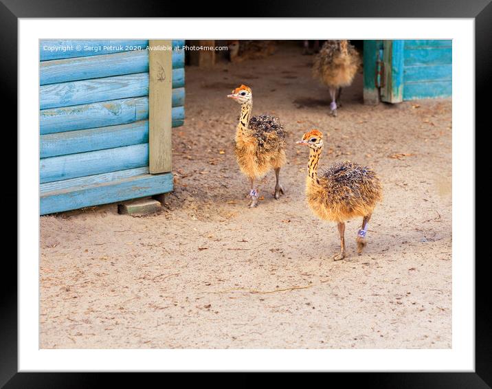 Little fluffy ostrichs strolls around the farm yard. Framed Mounted Print by Sergii Petruk