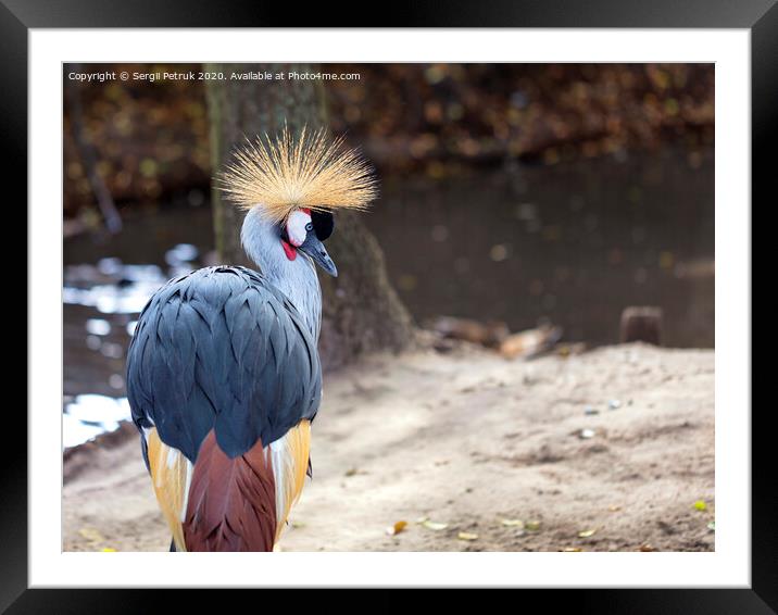 Glance and head of Gray Crowned Crane Framed Mounted Print by Sergii Petruk