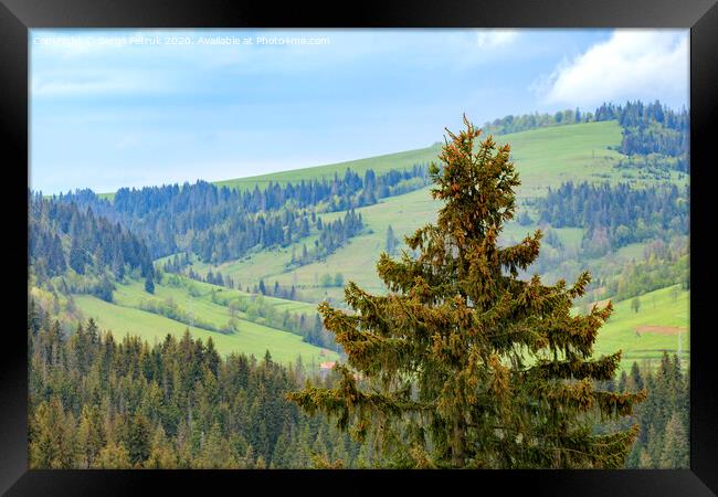 The top of a pine tree is dotted with young cones. Carpathians. Mountain landscape, coniferous forests. Framed Print by Sergii Petruk
