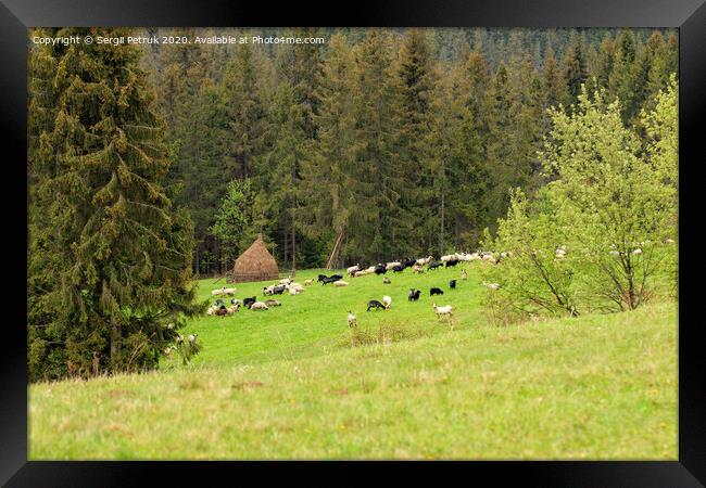 A flock of sheep grazing on a hill of mountain green meadows on a bright spring morning near a haystack. Framed Print by Sergii Petruk