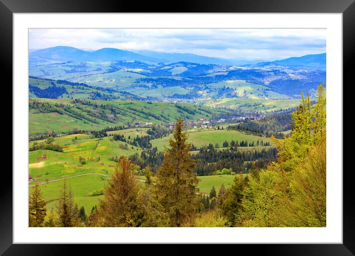 The tops of the pines are dotted with young cones, the view of the spring Carpathians from the height of the mountain lift. Mountain landscape, coniferous forests. Framed Mounted Print by Sergii Petruk