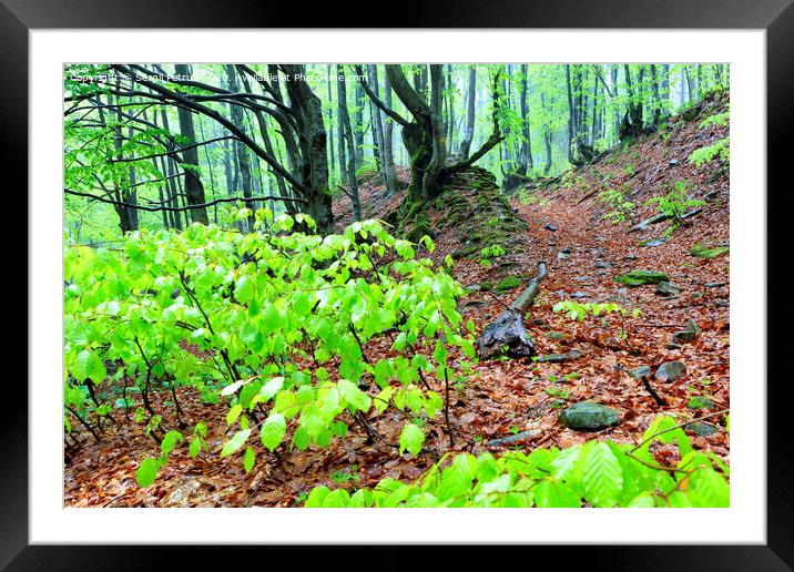 Narrow steep mountain path in a rainy forest with fallen leaves. Framed Mounted Print by Sergii Petruk