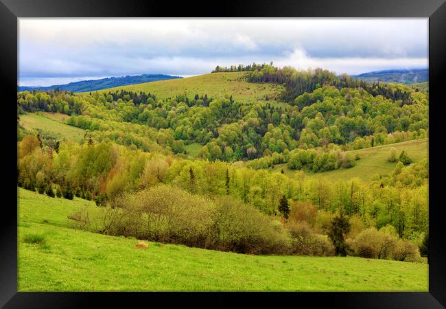 The hills of the Carpathian mountains are overgrown with young deciduous trees, the view of the spring Carpathians from a height. Framed Print by Sergii Petruk