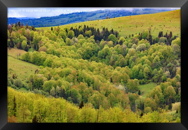 Overgrown with young deciduous trees, the hills of the Carpathian Mountains, flowering spring Carpathians from a height. Framed Print by Sergii Petruk