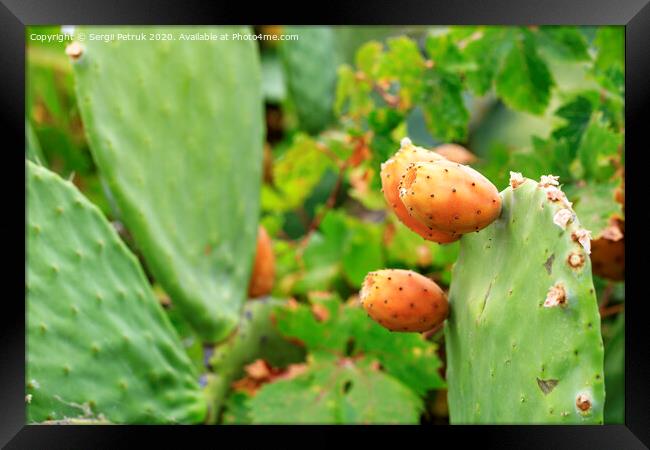 Fruits of an orange ripe sweet cactus prickly pear cactuson a young light green plant. Framed Print by Sergii Petruk
