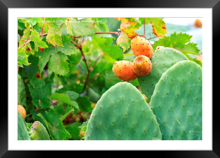 Fruits of an orange ripe sweet cactus prickly pear cactuson a young light green plant. Framed Mounted Print by Sergii Petruk