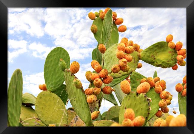 Fruits of an orange ripe sweet cactus of prickly pear prickly pear cactus against the background of a blue slightly cloudy sky. Framed Print by Sergii Petruk