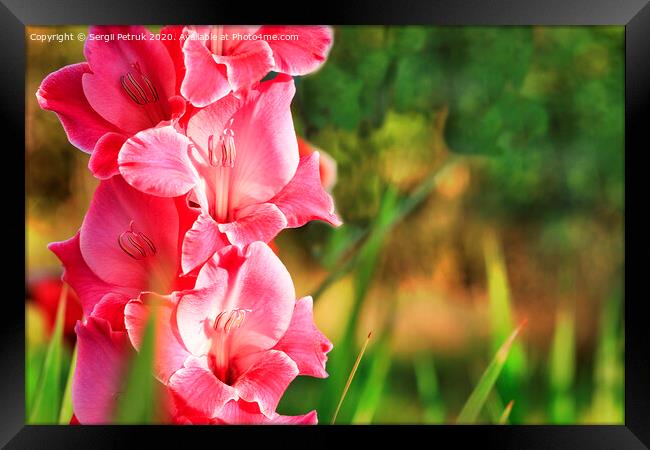 Delicate pink-red gladiolus blooms in the garden Framed Print by Sergii Petruk