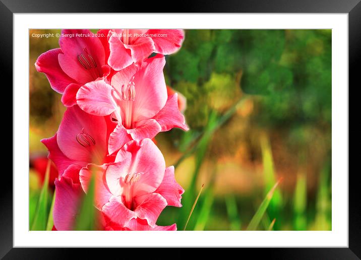 Delicate pink-red gladiolus blooms in the garden Framed Mounted Print by Sergii Petruk