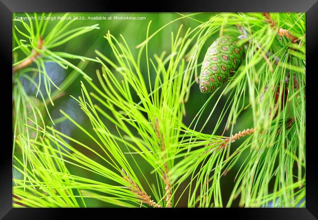 Young spruce cone on a lush coniferous tree branch, close-up. Framed Print by Sergii Petruk