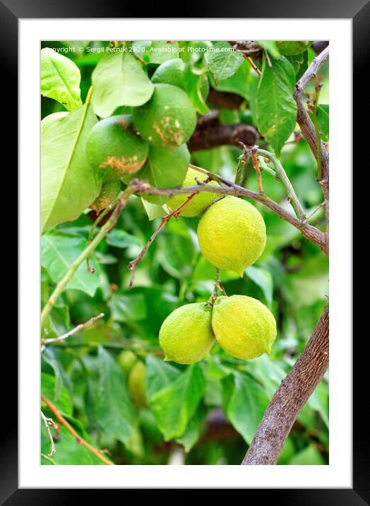 The citrus fruits of green lemon on a young light green, treevertical image. Framed Mounted Print by Sergii Petruk