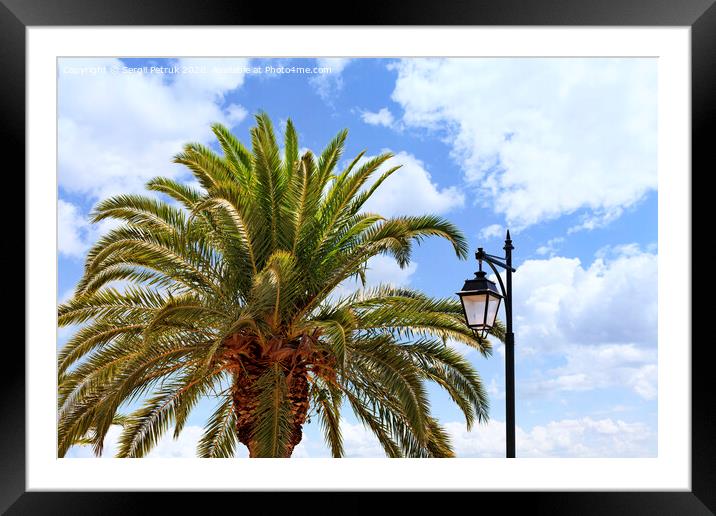 The top of a large and dense palm tree and a street lamp against a blue cloudy sky. Framed Mounted Print by Sergii Petruk
