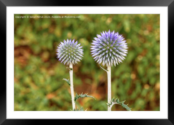 A round flower of a spike of spherical form of lilac color. Framed Mounted Print by Sergii Petruk