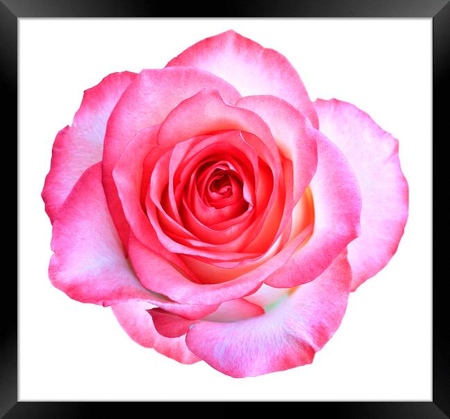 Bud of a blooming beautiful pink rose is isolated on a white background. Framed Print by Sergii Petruk