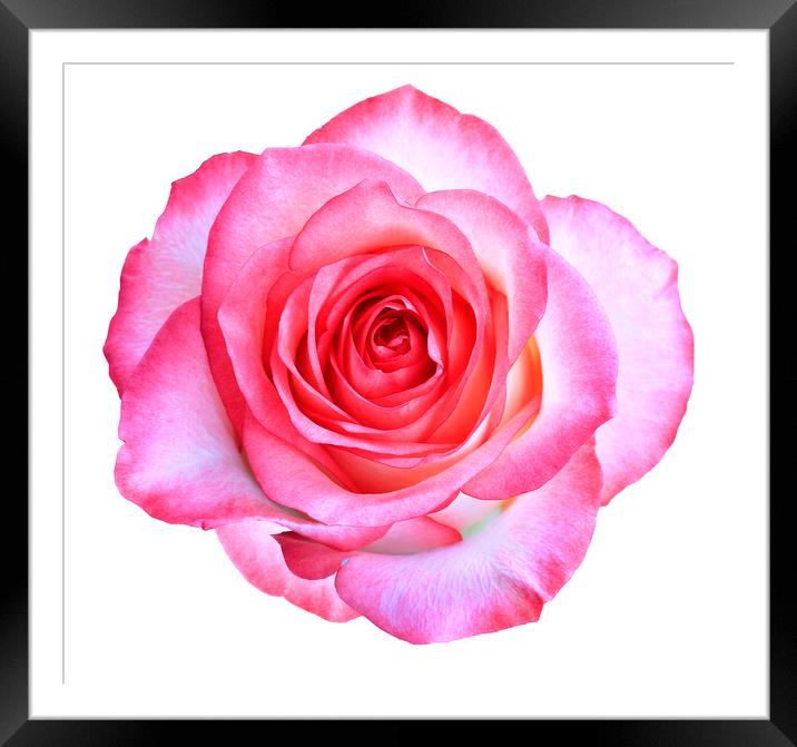 Bud of a blooming beautiful pink rose is isolated on a white background. Framed Mounted Print by Sergii Petruk