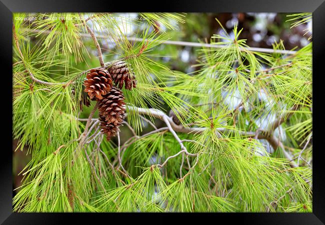 Opened fir cones on a lush branch of a Mediterranean pine, close-up. Framed Print by Sergii Petruk