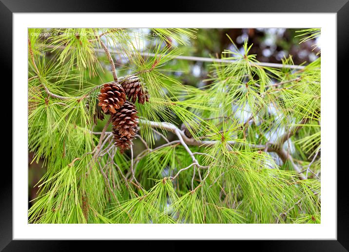 Opened fir cones on a lush branch of a Mediterranean pine, close-up. Framed Mounted Print by Sergii Petruk