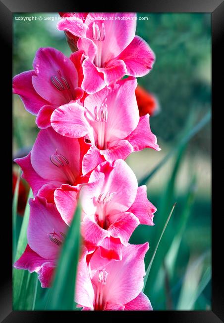 Delicate pink-red nice gladioli blooming in the summer garden, close-up. Framed Print by Sergii Petruk
