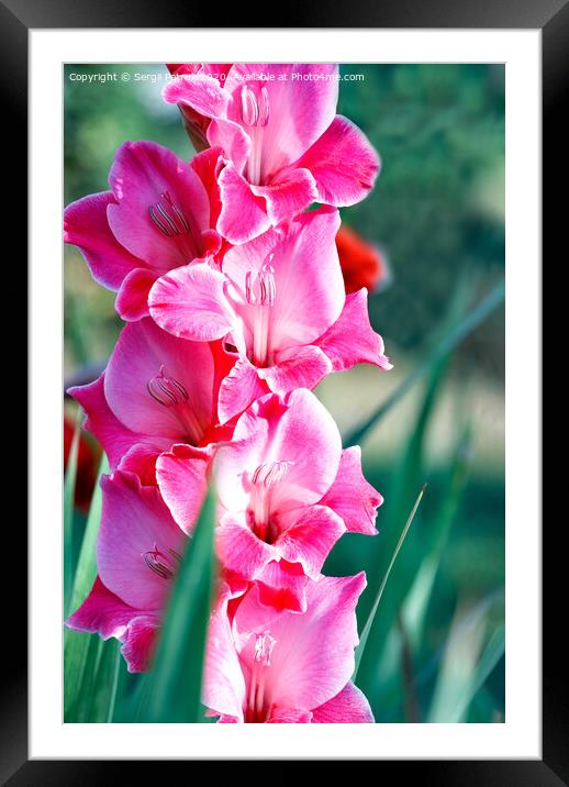 Delicate pink-red nice gladioli blooming in the summer garden, close-up. Framed Mounted Print by Sergii Petruk