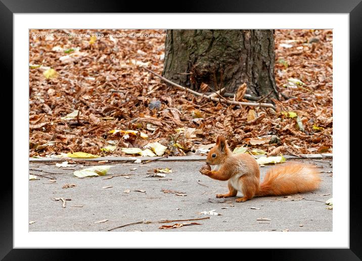 A little orange squirrel holds a nut in its paws, sitting on an asphalt path in an autumn park. Framed Mounted Print by Sergii Petruk