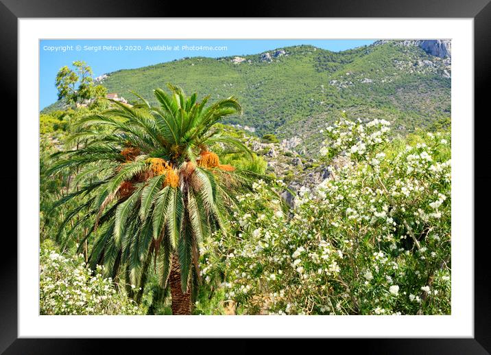 A date palm tree with bunches of ripe fruits grows in a garden against the backdrop of the mountains of the coast of the Gulf of Corinth in Greece. Framed Mounted Print by Sergii Petruk