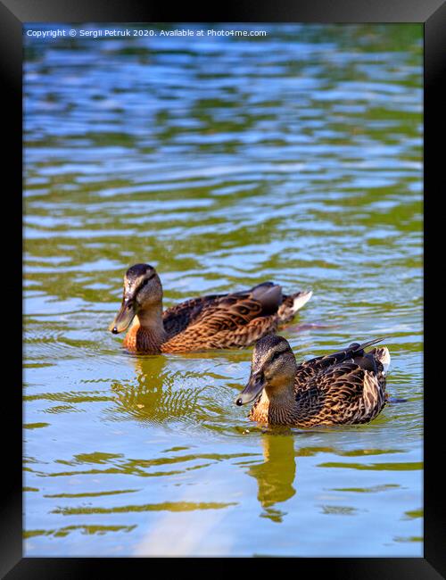 Two wild brown cute ducks swimming together, close-up. Framed Print by Sergii Petruk