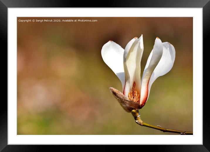 Big magnolia flower in spring garden close-up. Framed Mounted Print by Sergii Petruk